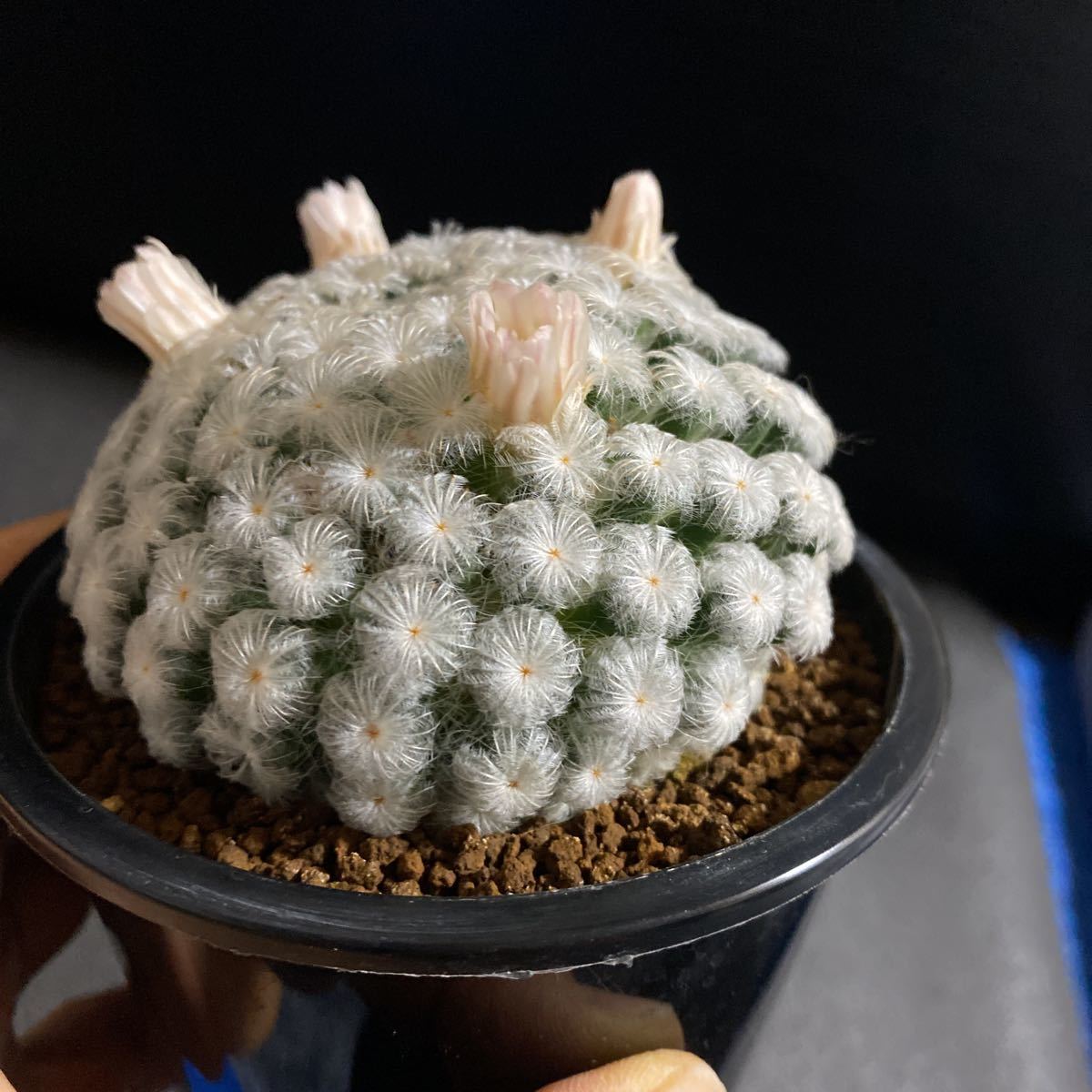 美株 ピンク花 仏頭白星 実生 マミラリア サボテン 多肉植物 サボテン 売買されたオークション情報 Yahooの商品情報をアーカイブ公開 オークファン Aucfan Com