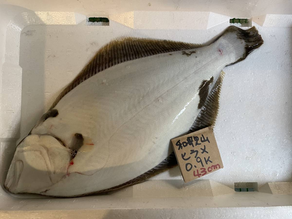 1500円スタート 和歌山産 天然平目 ヒラメ 約0 9k 冷凍 刺身用 ヒラメ 売買されたオークション情報 Yahooの商品情報をアーカイブ公開 オークファン Aucfan Com 1500円スタート 和歌山産 天然平目 ヒラメ 約0 9k 冷凍 刺身用 ヒラメ 売買されたオークション情報 Yahooの商品情報をアーカイブ公開 オークファン Aucfan Com