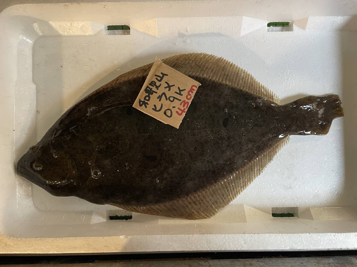 1500円スタート 和歌山産 天然平目 ヒラメ 約0 9k 冷凍 刺身用 ヒラメ 売買されたオークション情報 Yahooの商品情報をアーカイブ公開 オークファン Aucfan Com 1500円スタート 和歌山産 天然平目 ヒラメ 約0 9k 冷凍 刺身用 ヒラメ 売買されたオークション情報 Yahooの商品情報をアーカイブ公開 オークファン Aucfan Com