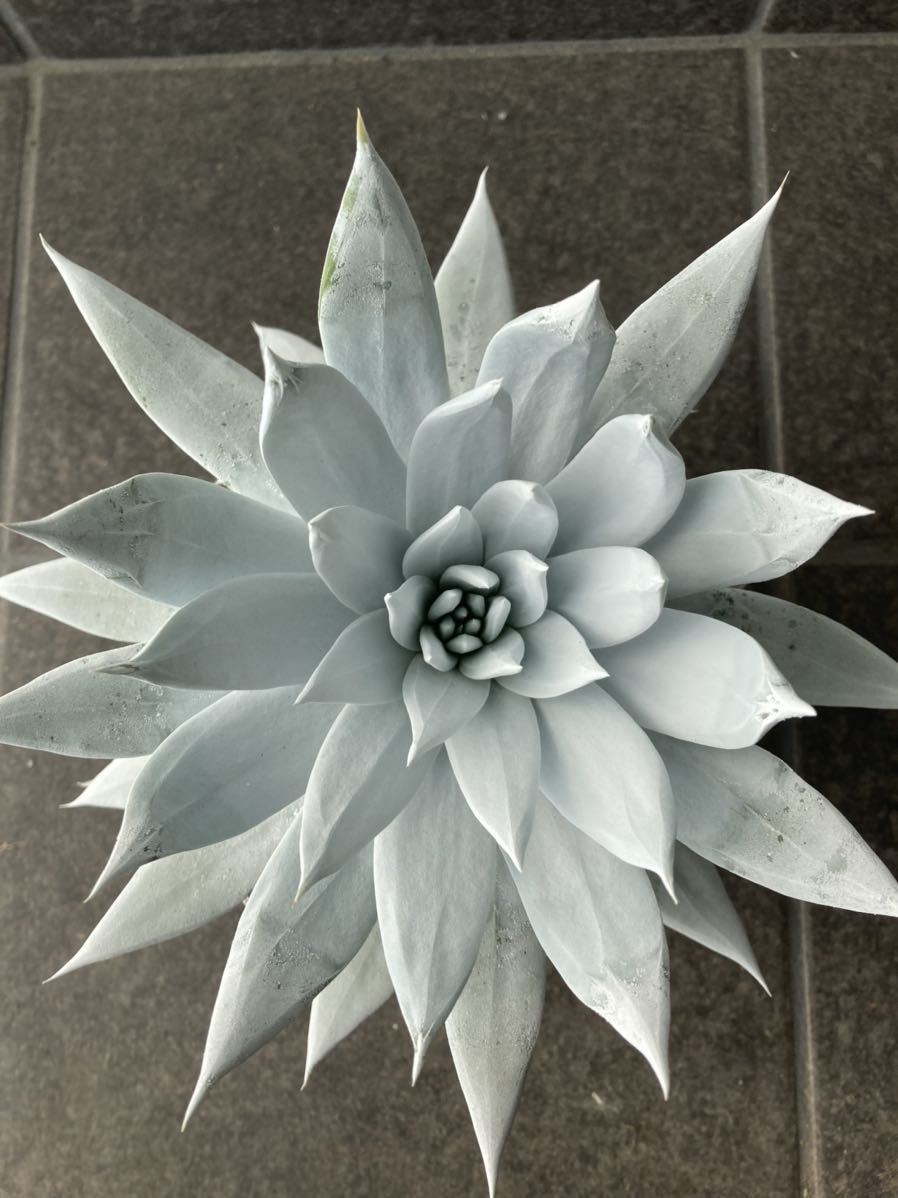ブリトニー 仙女盃 ダドレア 多肉植物 | plantsbomb