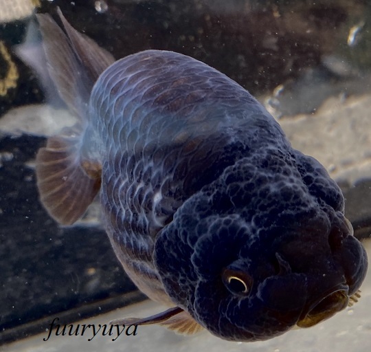 中国金魚 黒らんちゅう 弐歳 11cm雌 2 5 沖縄県 離れ島の方はお断り致します らんちゅう 売買されたオークション情報 Yahooの商品情報をアーカイブ公開 オークファン Aucfan Com 中国金魚 黒らんちゅう 弐歳 11cm雌 2 5 沖縄県 離れ島の方はお断り致します らんちゅう 売買されたオークション情報 Yahooの商品情報をアーカイブ公開 オークファン Aucfan Com