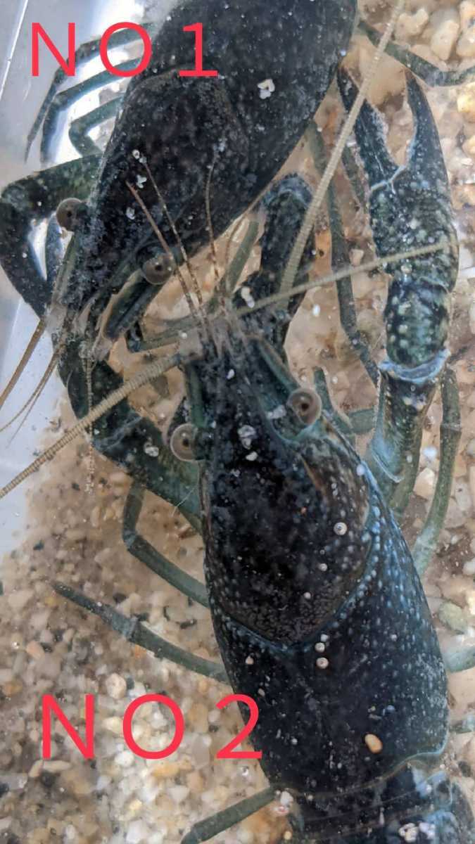 ｎｏ２ タンザナイト ブラックキングザリガニ ブルームーンザリガニのｆ１ ｔｌ６cm雄 10 4誕生 アメリカザリガニ 甲殻類 売買されたオークション情報 Yahooの商品情報をアーカイブ公開 オークファン Aucfan Com