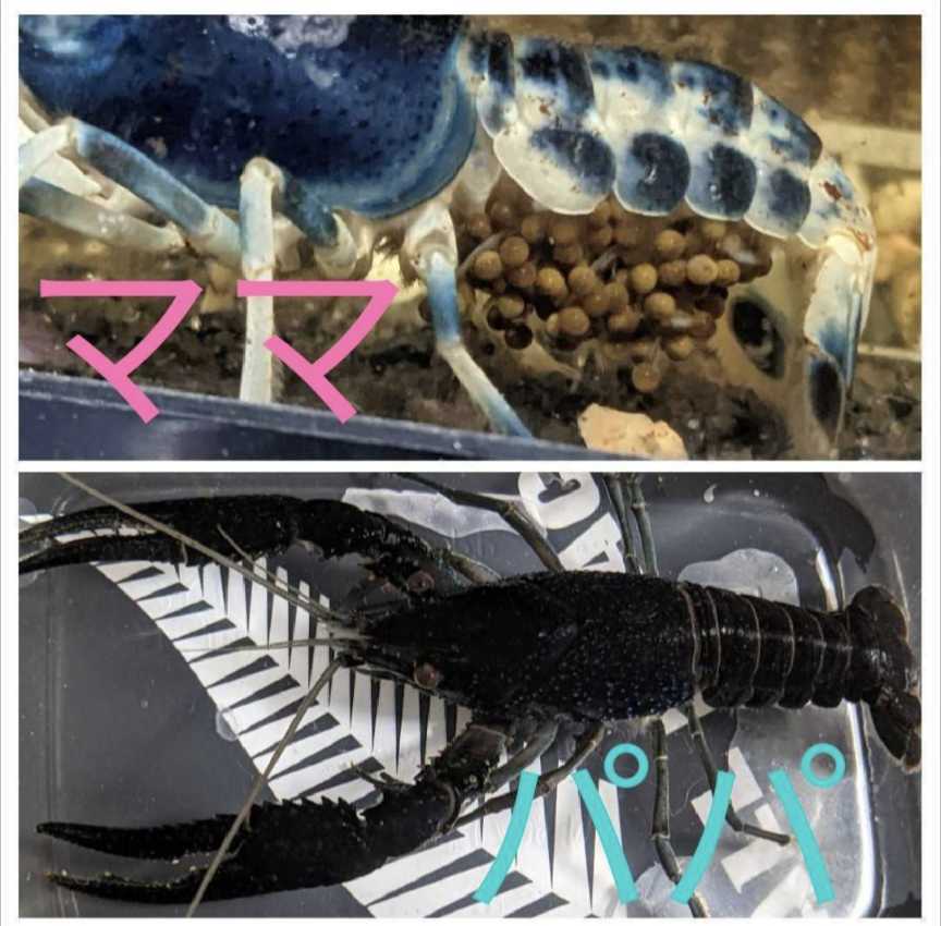 ｎｏ２ タンザナイト ブラックキングザリガニ ブルームーンザリガニのｆ１ ｔｌ６cm雄 10 4誕生 アメリカザリガニ 甲殻類 売買されたオークション情報 Yahooの商品情報をアーカイブ公開 オークファン Aucfan Com