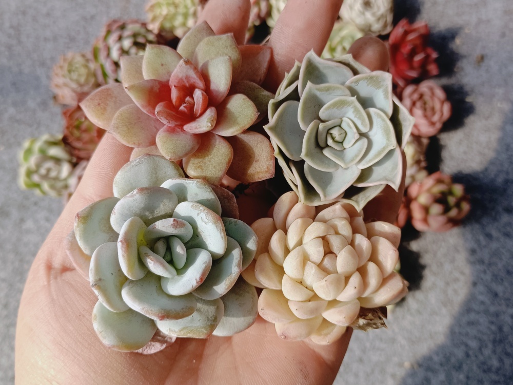 ミックス 多肉植物 エケベリア Nursery MIXVERIA エケベリア｜豊明卸