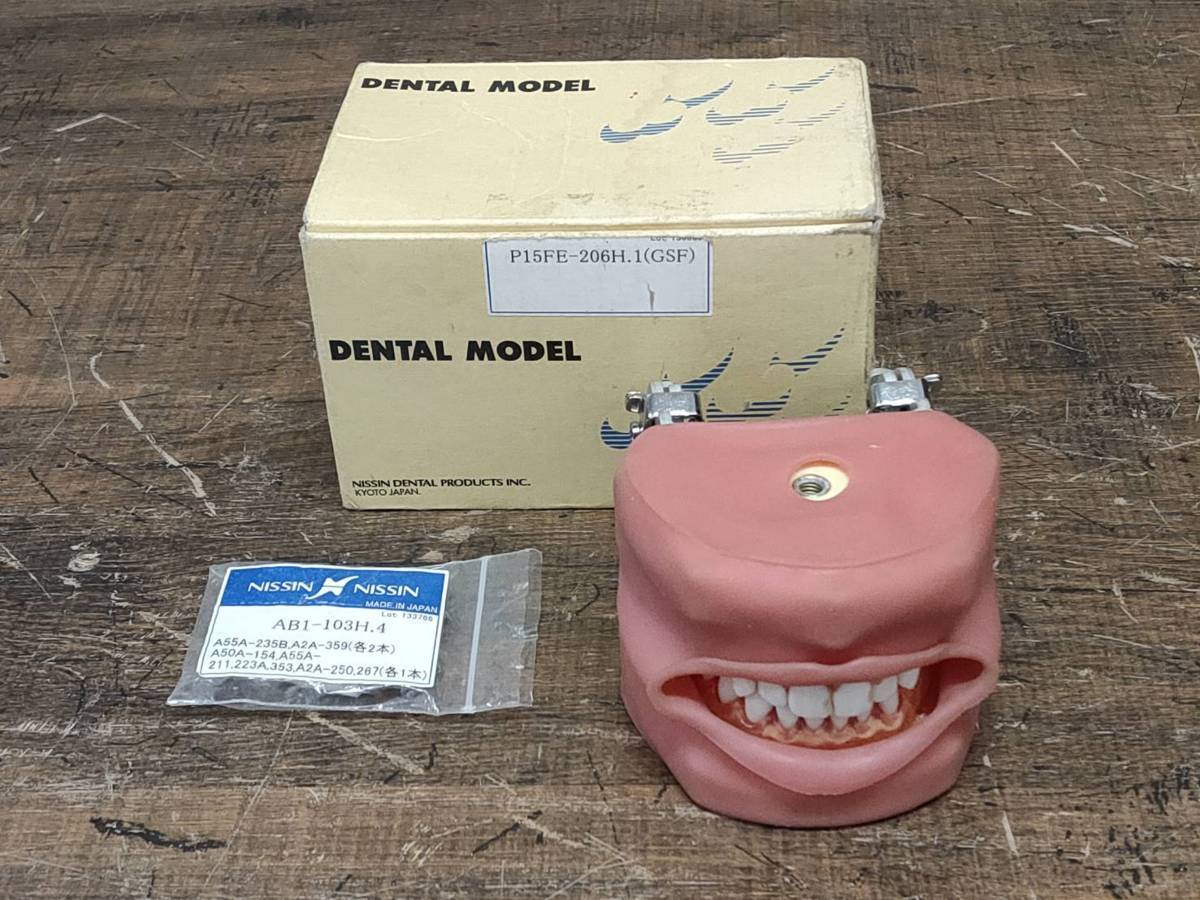 □送料無料□ ニッシン DENTAL MODEL P15FE-206H.1(GSF) デンタル