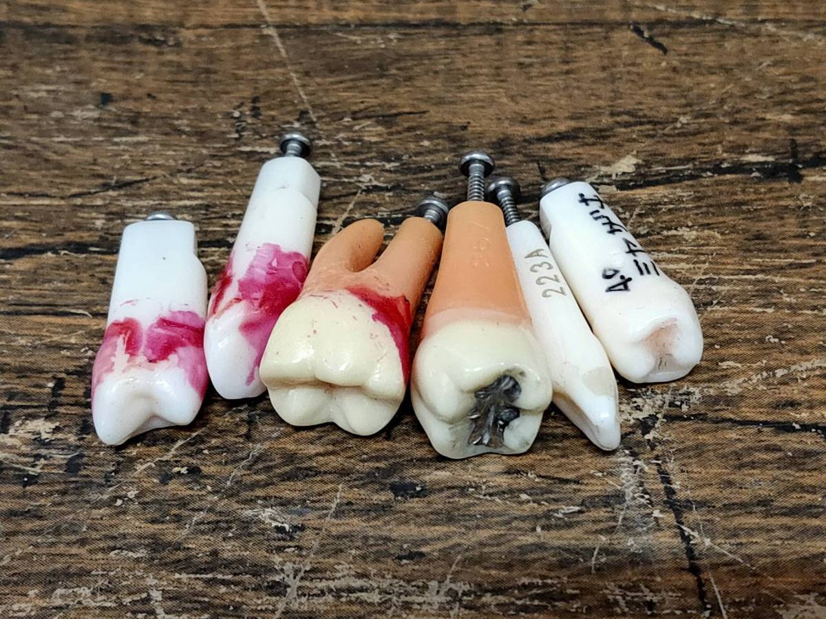 □送料無料□ ニッシン DENTAL MODEL P15FE-206H.1(GSF) デンタル