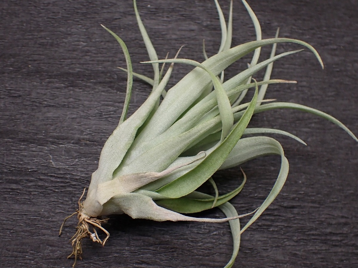 Tillandsia Capitata Duda チランジア カピタータ デューダ エアプランツdp 第四種 税別1円 アナナス 売買されたオークション情報 Yahooの商品情報をアーカイブ公開 オークファン Aucfan Com