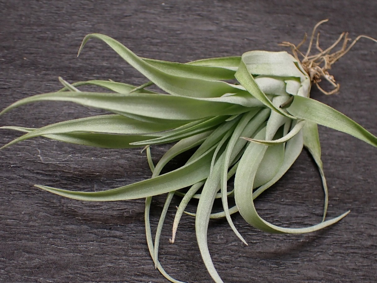 Tillandsia Capitata Duda チランジア カピタータ デューダ エアプランツdp 第四種 税別1円 アナナス 売買されたオークション情報 Yahooの商品情報をアーカイブ公開 オークファン Aucfan Com