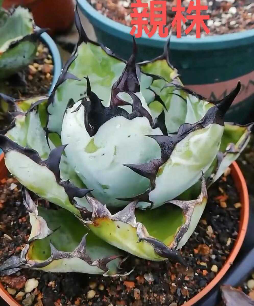 BB36 多肉植物 アガベ チタノタ ハイブリッド エボリスピナ x P156-93