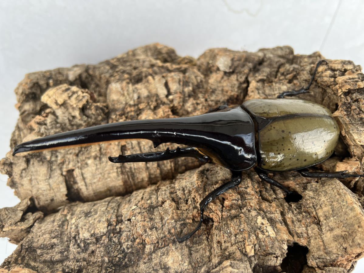 Dh ヘラクレスオオカブト 170 5ミリ オススメ 外国産 売買されたオークション情報 Yahooの商品情報をアーカイブ公開 オークファン Aucfan Com