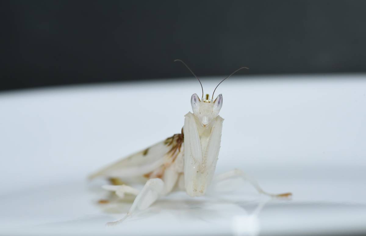 ハナカマキリ ランカマキリ 成虫 1ペア Www Protegerips Com