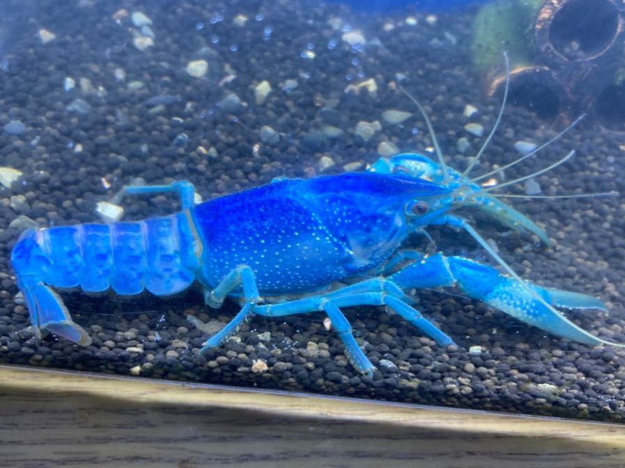 1円スタート ブラックキングクリアアダルト ザリガニ アメリカザリガニ 土日発送 その他 売買されたオークション情報 Yahooの商品情報をアーカイブ公開 オークファン Aucfan Com 1円スタート ブラックキングクリアアダルト ザリガニ アメリカザリガニ 土日発送 その他 売買されたオークション情報 Yahooの商品情報をアーカイブ公開 オークファン Aucfan Com