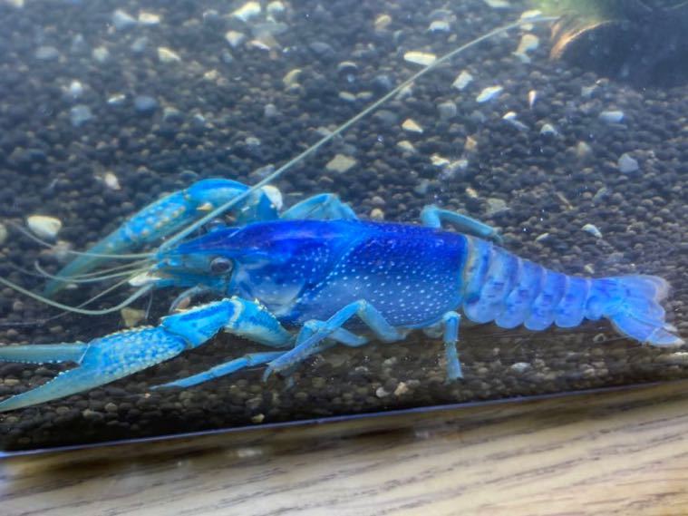 1円スタート ブラックキングクリアアダルト ザリガニ アメリカザリガニ 土日発送 その他 売買されたオークション情報 Yahooの商品情報をアーカイブ公開 オークファン Aucfan Com 1円スタート ブラックキングクリアアダルト ザリガニ アメリカザリガニ 土日発送 その他 売買されたオークション情報 Yahooの商品情報をアーカイブ公開 オークファン Aucfan Com