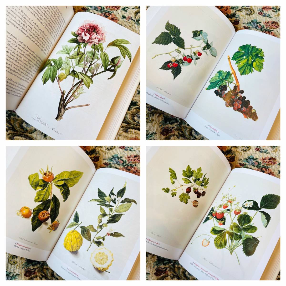 新品洋書 花図鑑 イラスト 水彩画 アート集 植物 ボタニカル フラワー ローズ Www Agriculturayganaderia Com