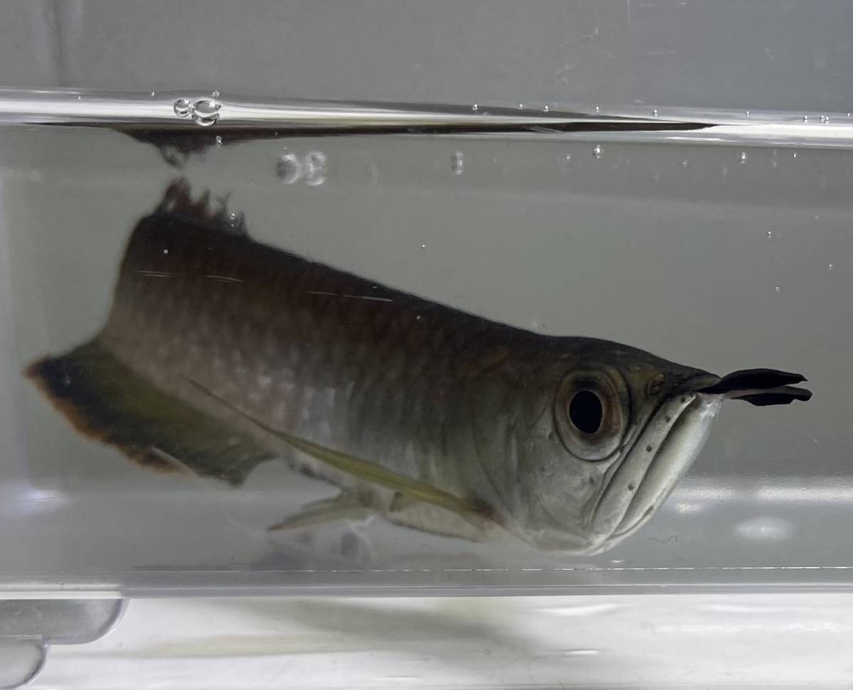 お安くスタート ブラックアロワナ 生体 幼魚 観賞魚 熱帯魚 淡水魚 アクアリウム Aquarium アロワナ 古代魚 大型魚 肉食魚 淡水魚 売買されたオークション情報 Yahooの商品情報をアーカイブ公開 オークファン Aucfan Com