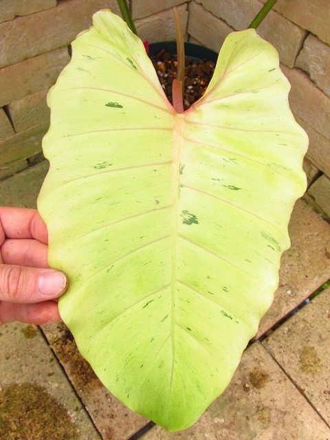 フィロデンドロン ヘブンリードリーム(Philodendron 