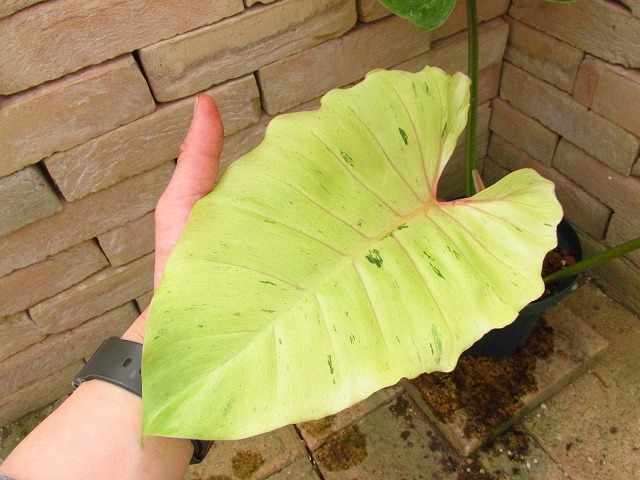 フィロデンドロン ヘブンリードリーム(Philodendron フィロデンドロン ヘブンリードリーム(Philodendron