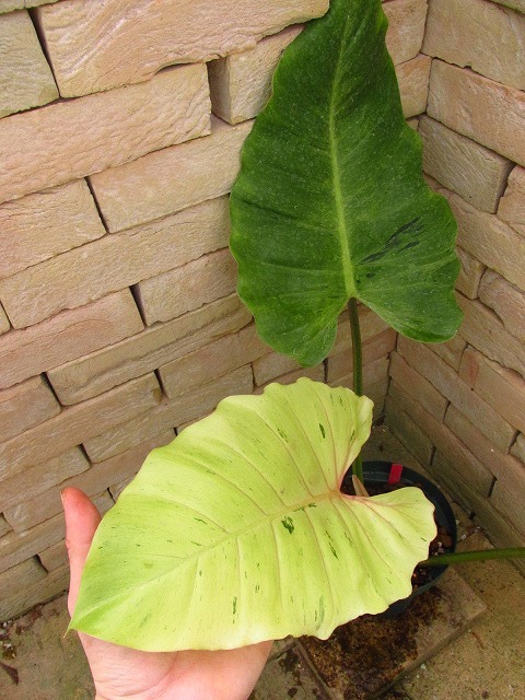 フィロデンドロン ヘブンリードリーム(Philodendron 