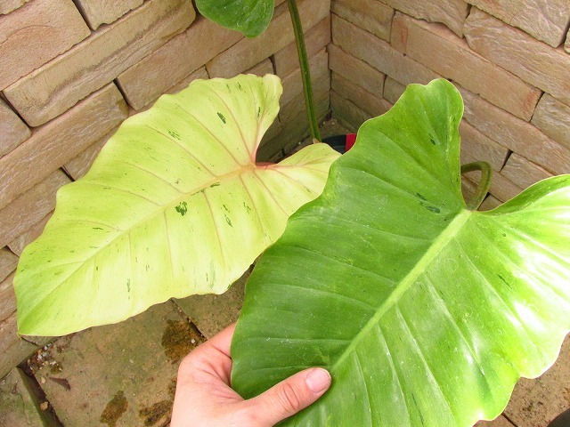 フィロデンドロン ヘブンリードリーム(Philodendron 