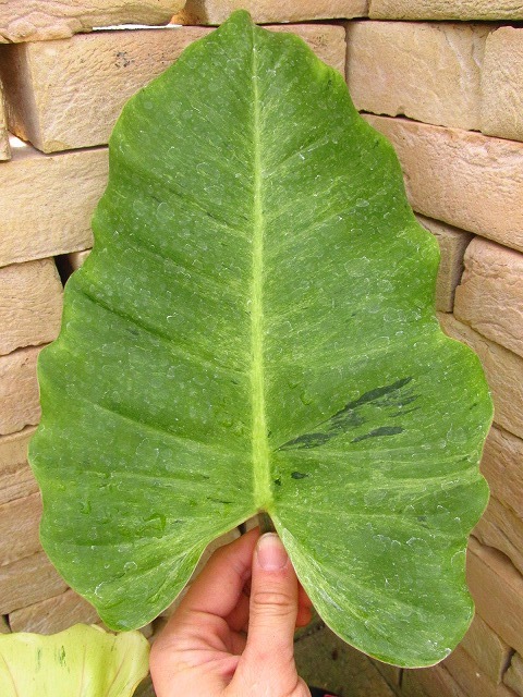 フィロデンドロン ヘブンリードリーム(Philodendron 