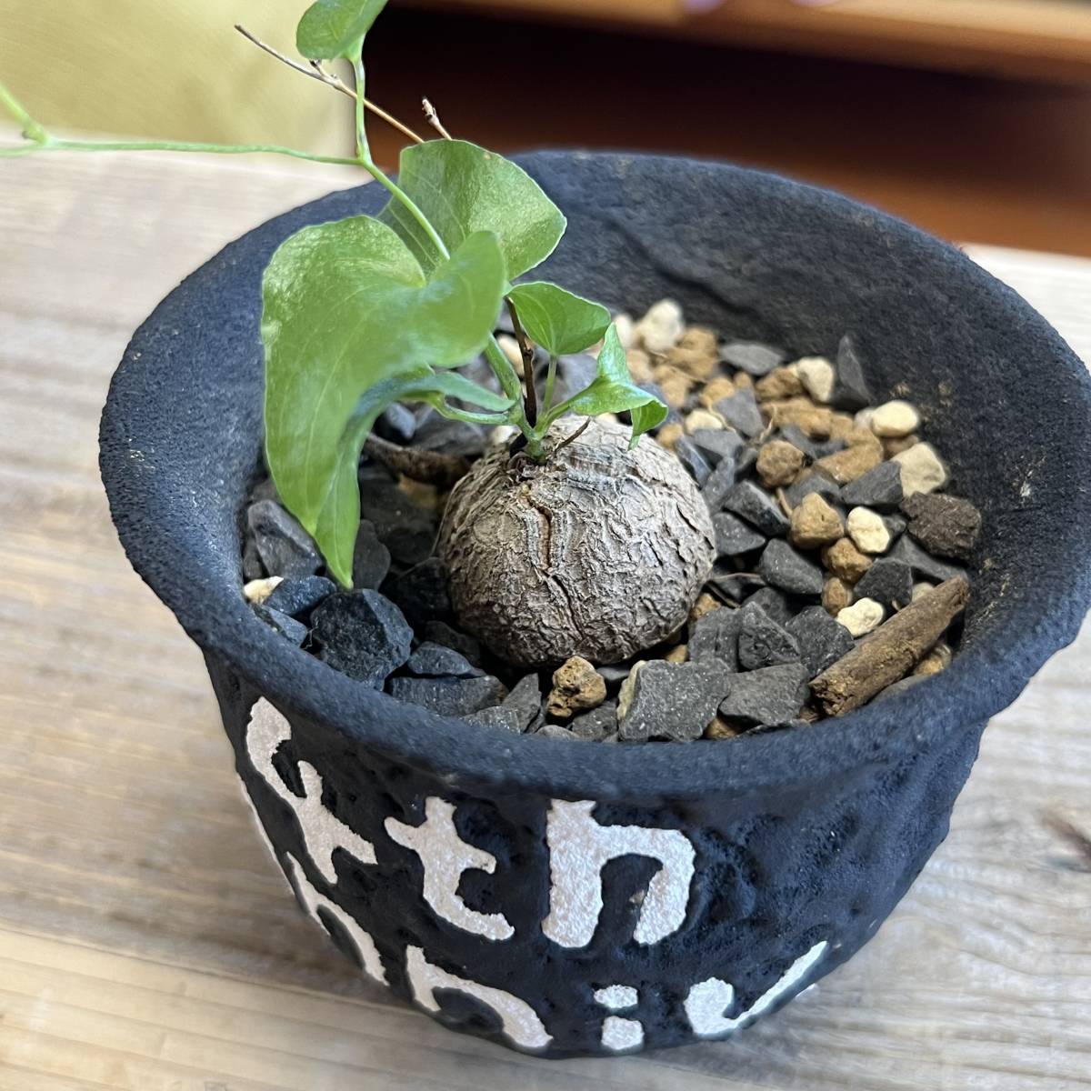 コレクション株 left botanical 鉢付き 発根済み 亀甲竜 塊根植物 