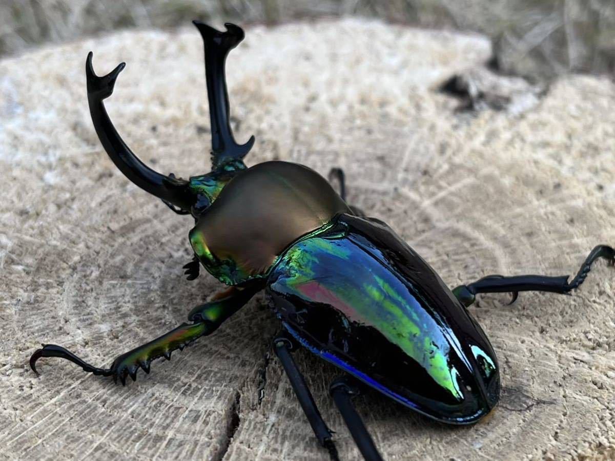 TITANCHU】青紋 CBF3(青紋×ピカール) ニジイロクワガタ ♂53mm+♀34mm