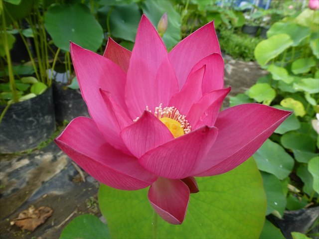 紅領巾 バケツ栽培可 花ハス 蓮根 レンコン 花蓮 休眠苗 ハス 蓮 スイレン ビオトープ 水生植物 メダカ めだか その他 売買されたオークション情報 Yahooの商品情報をアーカイブ公開 オークファン Aucfan Com