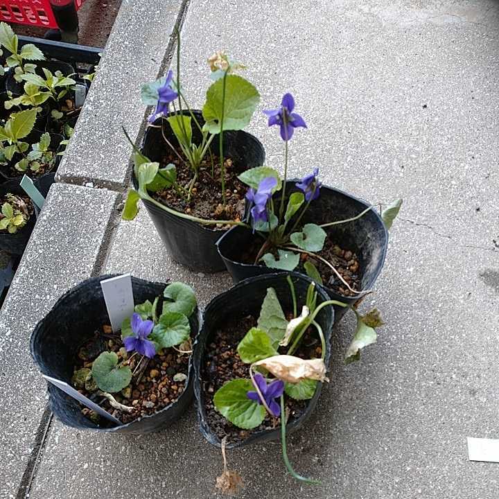 スイートバイオレット ニオイスミレ ３号ポット苗 3 12日現在開花中 3 28花終わり 来期用 その他 売買されたオークション情報 Yahooの商品情報をアーカイブ公開 オークファン Aucfan Com