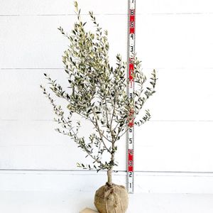 されていま ヤフオク セントキャサリン 約160cm シンボルツ オリーブ しています