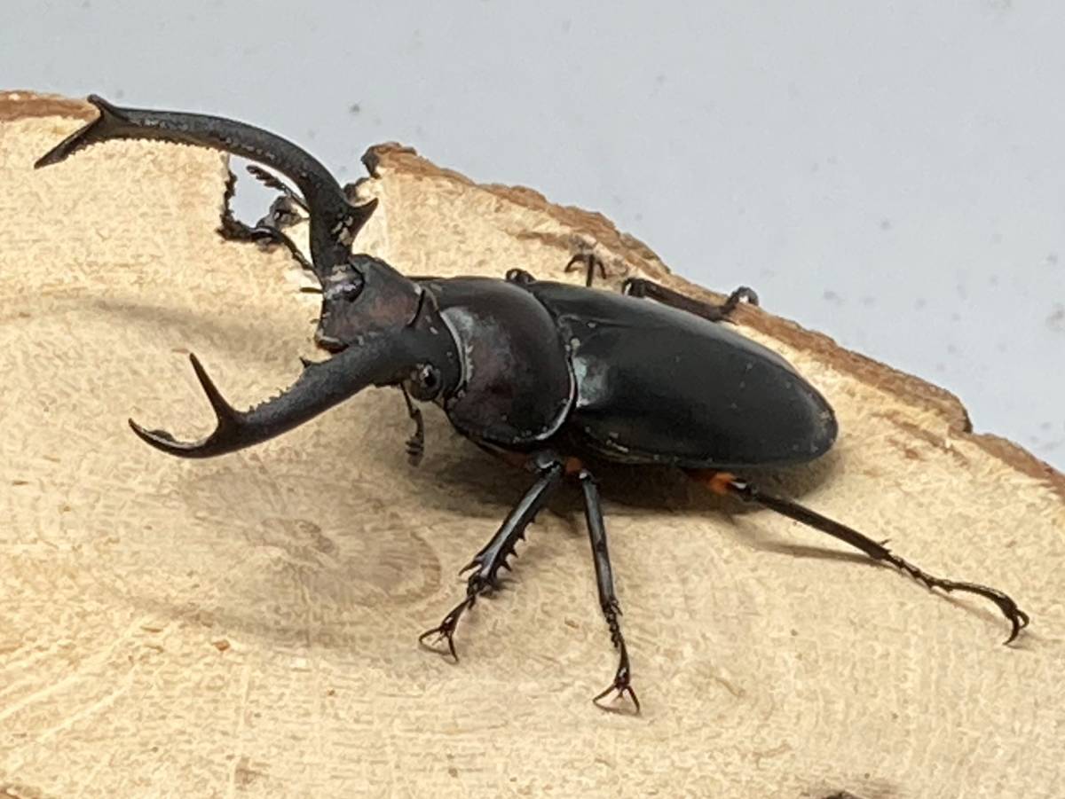 超～大型！！Rhaetulus didieri ディディエ－ルシカクワガタ ♂83