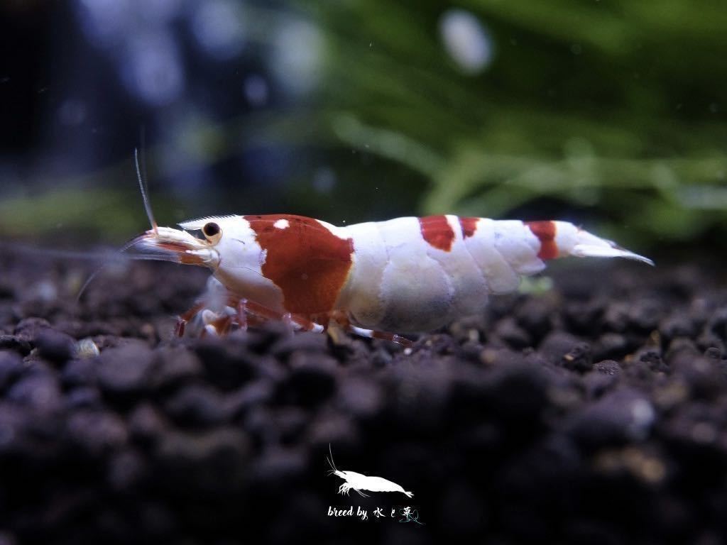 シュリンプアワード 水と草 レッドビーシュリンプ 3 19 土 発送限定 ビーシュリンプ 売買されたオークション情報 Yahooの商品情報をアーカイブ公開 オークファン Aucfan Com