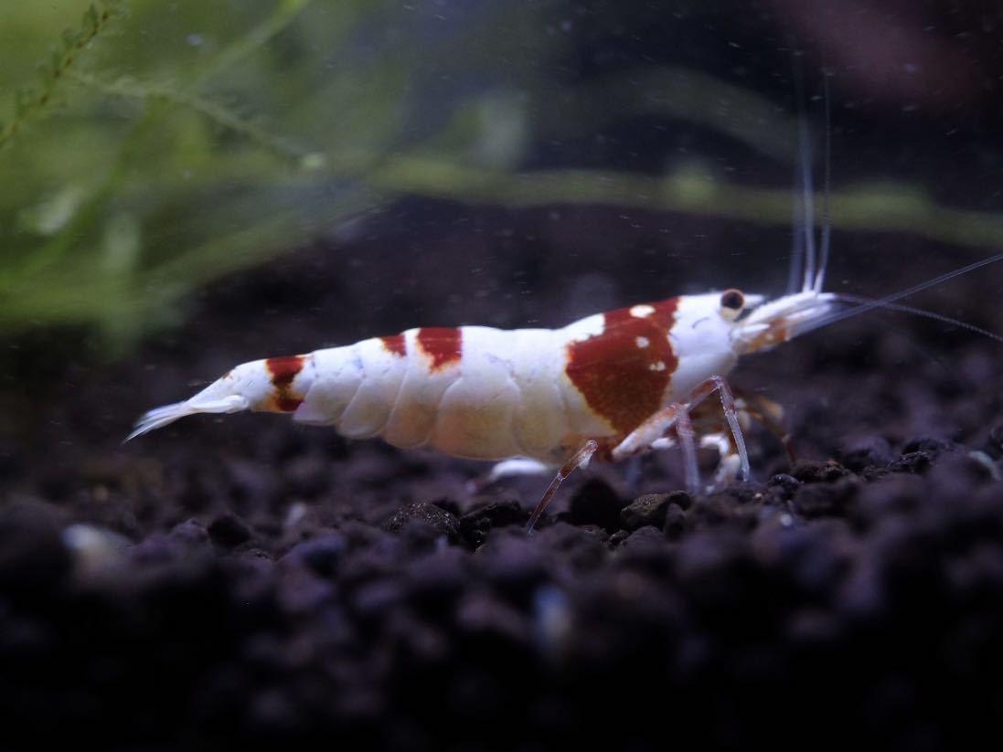 シュリンプアワード 水と草 レッドビーシュリンプ 3 19 土 発送限定 ビーシュリンプ 売買されたオークション情報 Yahooの商品情報をアーカイブ公開 オークファン Aucfan Com