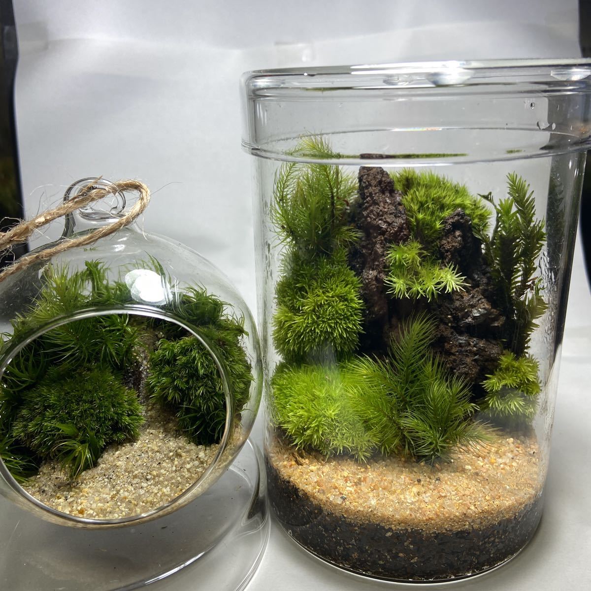 苔テラリウム 2個セット コケリウム ボトリウム 苔 観葉植物 売買されたオークション情報 Yahooの商品情報をアーカイブ公開 オークファン Aucfan Com