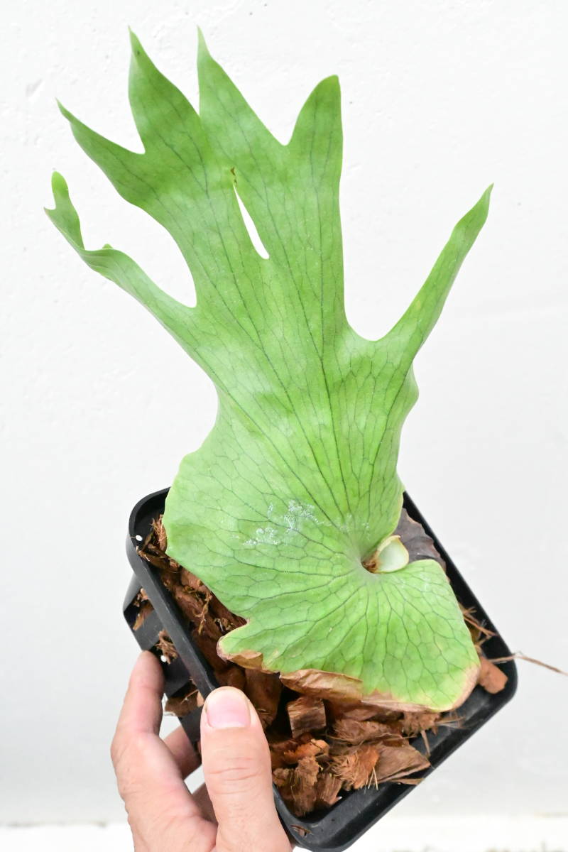 最大80 オフ P Wandae Bikamori Com ワンダエ ビカクシダ Www iwearparts Com 最大80 オフ P Wandae Bikamori Com ワンダエ ビカクシダ Www iwearparts Com