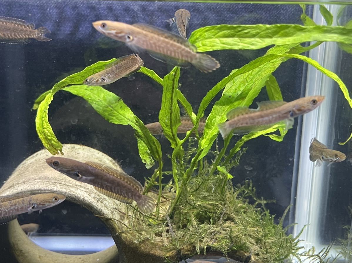 送料無料』ニューレインボースネークヘッド 3匹セット(淡水魚)｜売買  