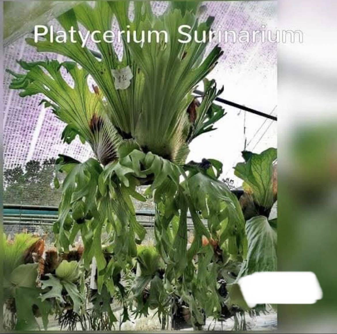 P Surinarium ワンダエ コロナリウム Hyb 輸入株 ビカクシダ コウモリラン ビカクシダ コウモリラン 売買されたオークション情報 Yahooの商品情報をアーカイブ公開 オークファン Aucfan Com P Surinarium ワンダエ コロナリウム Hyb 輸入株 ビカクシダ コウモリラン ビカクシダ コウモリラン 売買されたオークション情報 Yahooの商品情報をアーカイブ公開 オークファン Aucfan Com