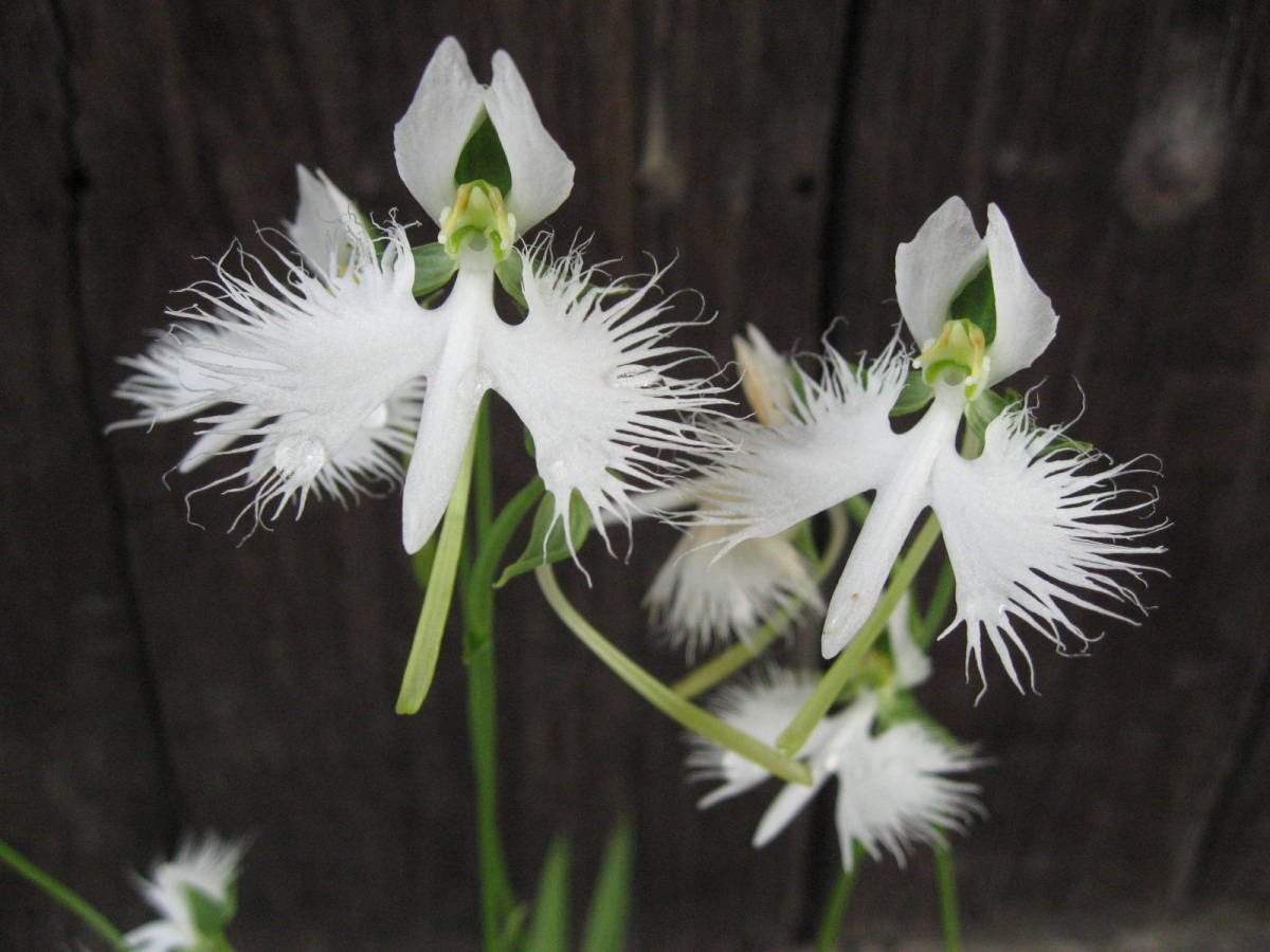 サギソウ 鷺草 さぎ草 山野草 ２０球セット No2 その他 売買されたオークション情報 Yahooの商品情報をアーカイブ公開 オークファン Aucfan Com