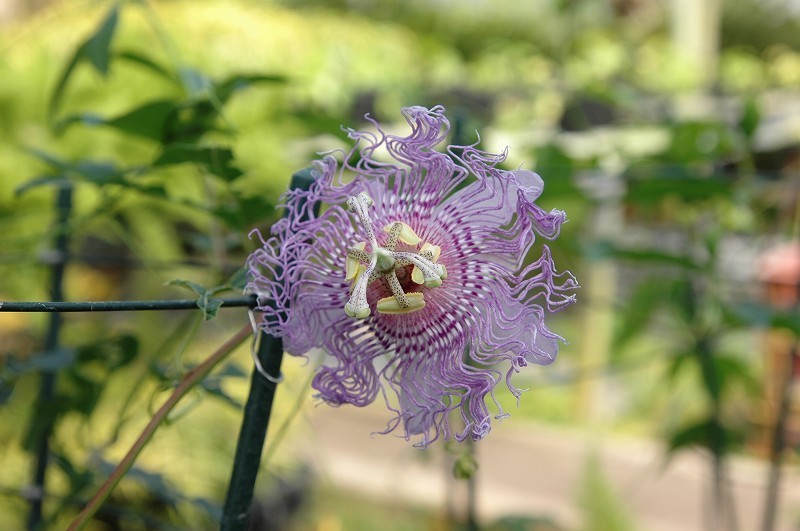 To ハーブとして有名なチャボトケイソウ パッシフローラ インカルナータ Passiflora Incarnata 3号ポット苗 現品 60サイズ 花 売買されたオークション情報 Yahooの商品情報をアーカイブ公開 オークファン Aucfan Com