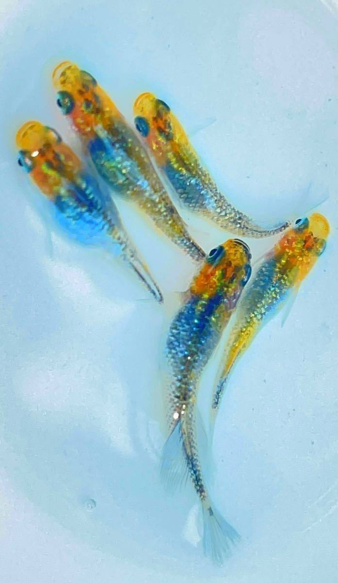 超 夜桜ブルーヒカリ体型 有精卵10 A 屋外飼育 メダカの卵 ラメ ヒカリ 夜桜 サファイア アイスブレイク 王華 月華 めだか 売買されたオークション情報 Yahooの商品情報をアーカイブ公開 オークファン Aucfan Com