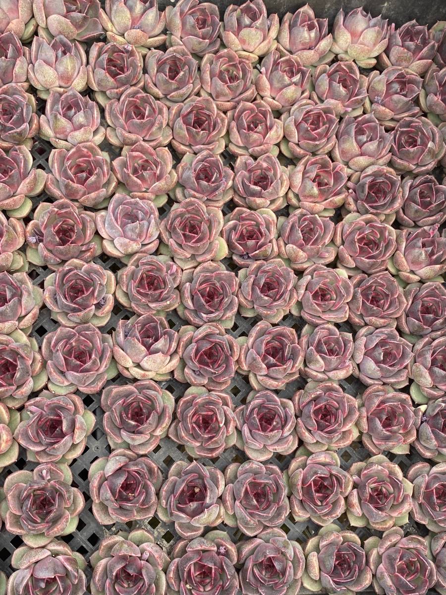 Abc43多肉植物 エケベリア 紫バラ 交配新種 25個 超美苗 サボテン 観葉植物 花 園芸 東京在庫 最短当日出荷 サボテン 売買されたオークション情報 Yahooの商品情報をアーカイブ公開 オークファン Aucfan Com Abc43多肉植物 エケベリア 紫バラ 交配新種 25個 超美苗 サボテン 観葉植物 花 園芸 東京在庫 最短当日出荷 サボテン 売買されたオークション情報 Yahooの商品情報をアーカイブ公開 オークファン Aucfan Com