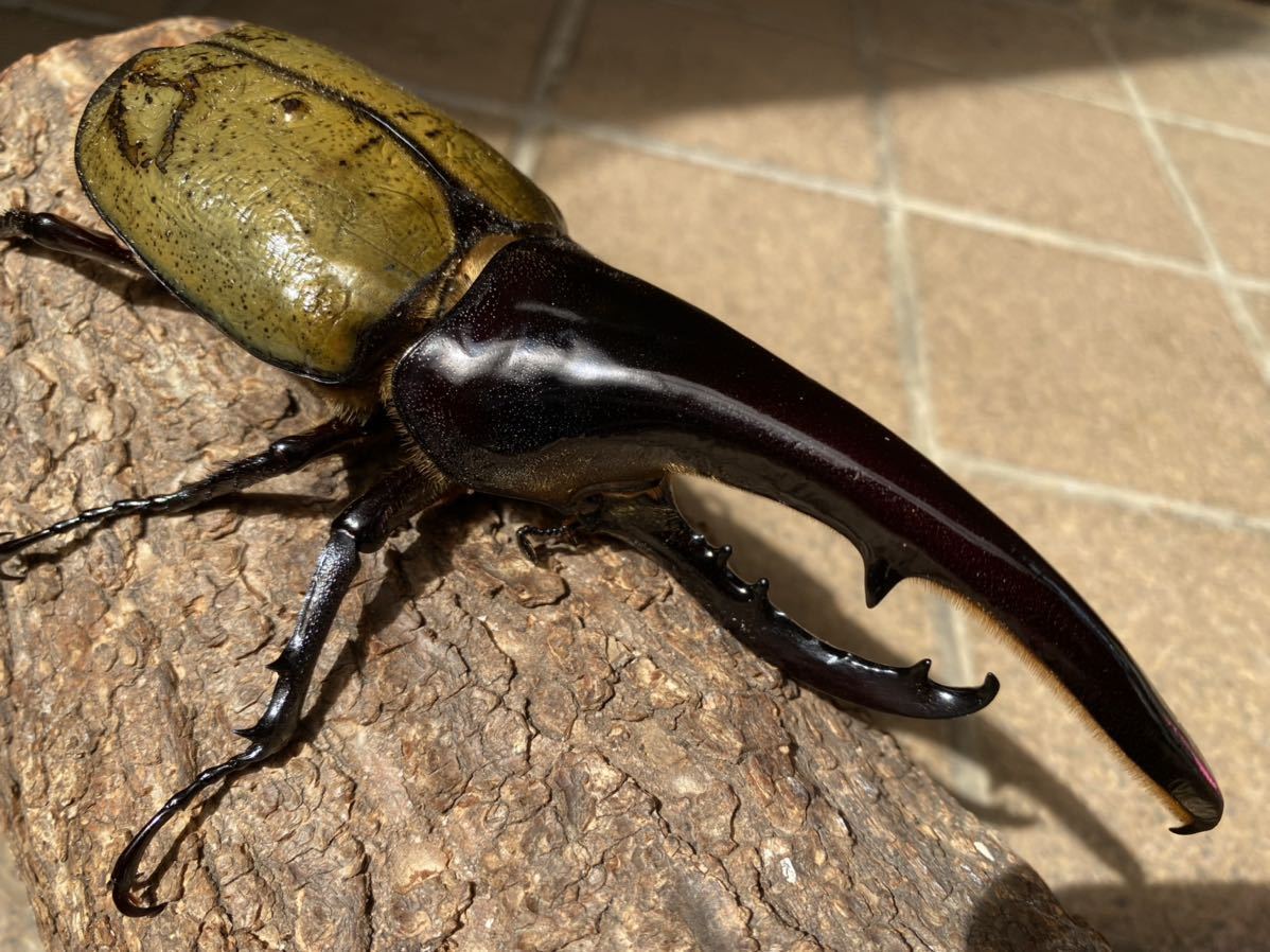 K-7】DHヘラクレス(C68.FF136イン-OAKS) ♂161㎜ 太め