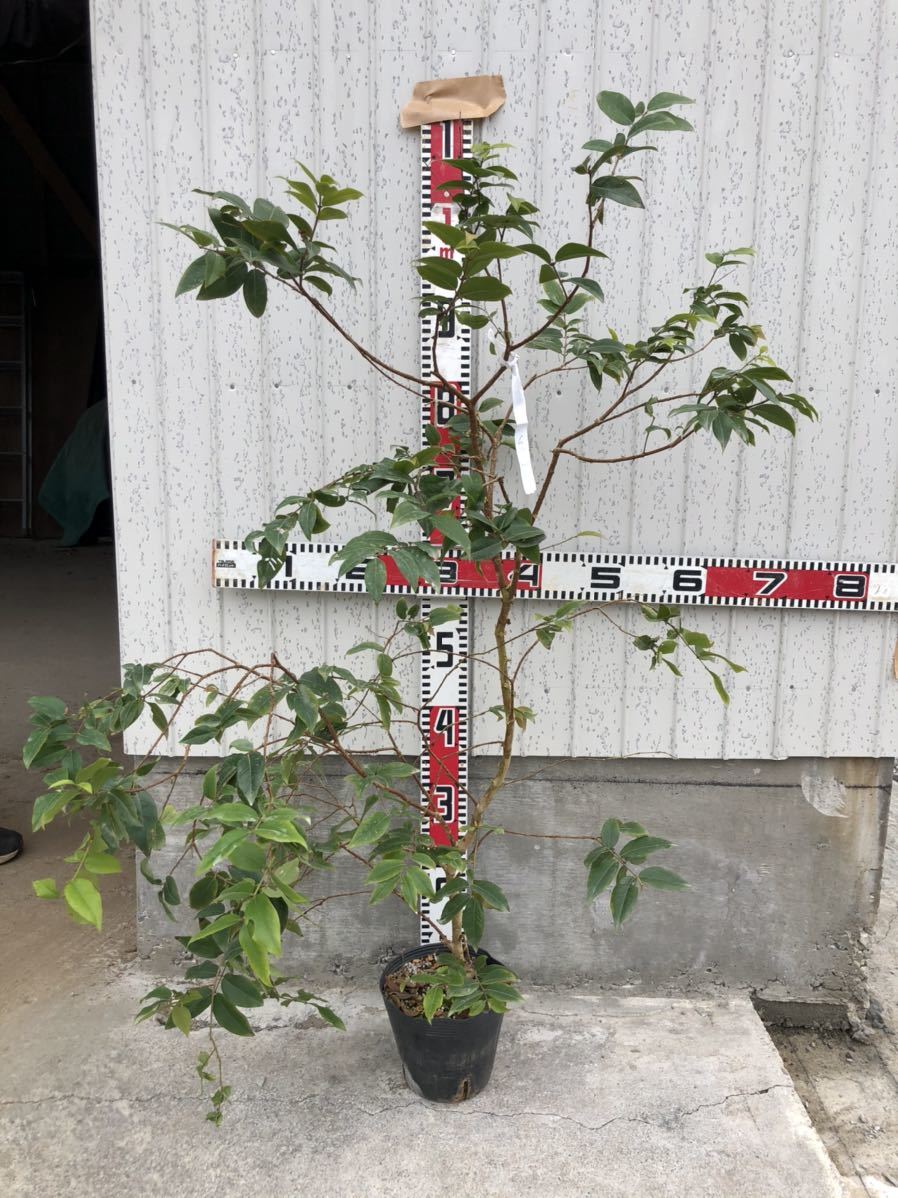 四季なりジャボチカバ 実生5年生 種 23 01 鉢植え 売買されたオークション情報 Yahooの商品情報をアーカイブ公開 オークファン Aucfan Com