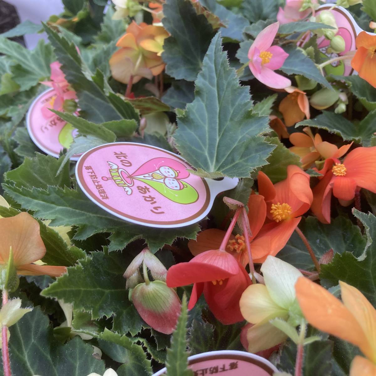 22 数量5 球根ベゴニア 北のあかり 10 5cm ３ポット 苗 売買されたオークション情報 Yahooの商品情報をアーカイブ公開 オークファン Aucfan Com