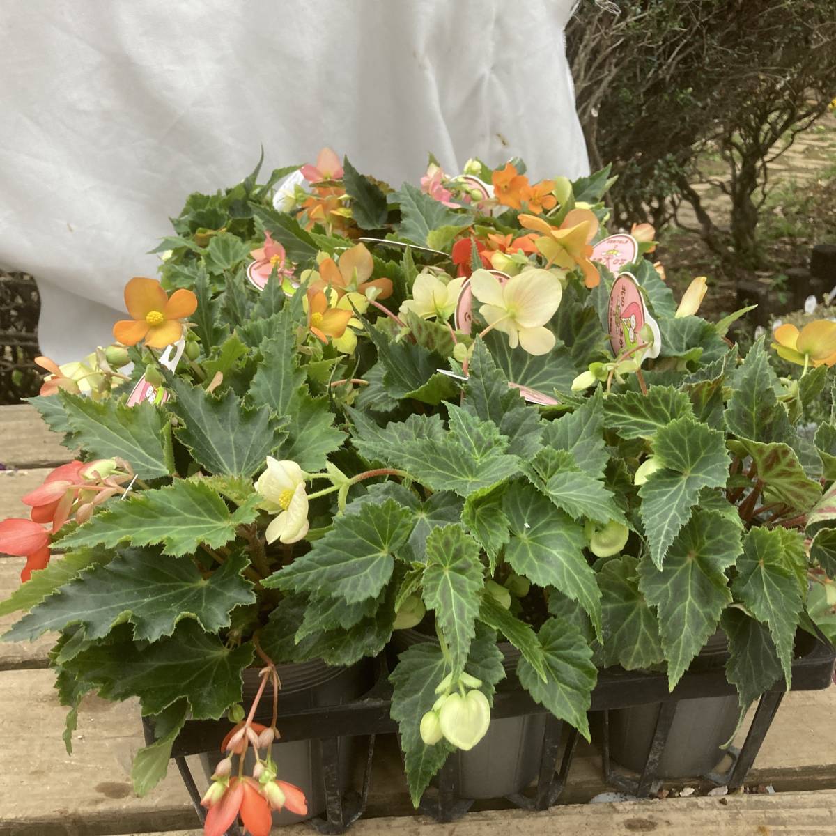 22 数量5 球根ベゴニア 北のあかり 10 5cm ３ポット 苗 売買されたオークション情報 Yahooの商品情報をアーカイブ公開 オークファン Aucfan Com