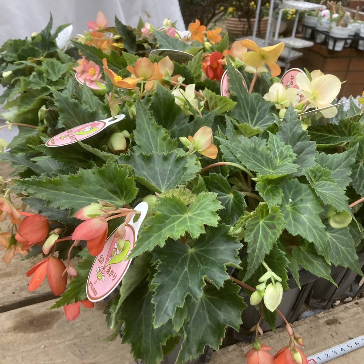 22 数量5 球根ベゴニア 北のあかり 10 5cm ３ポット 苗 売買されたオークション情報 Yahooの商品情報をアーカイブ公開 オークファン Aucfan Com