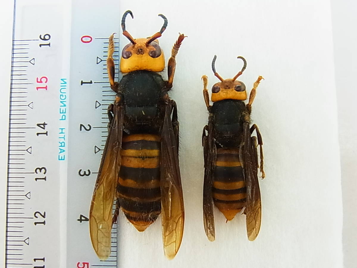 京都府城陽市産オオスズメバチ女王蜂 ＆ コガタスズメバチ女王蜂 同一