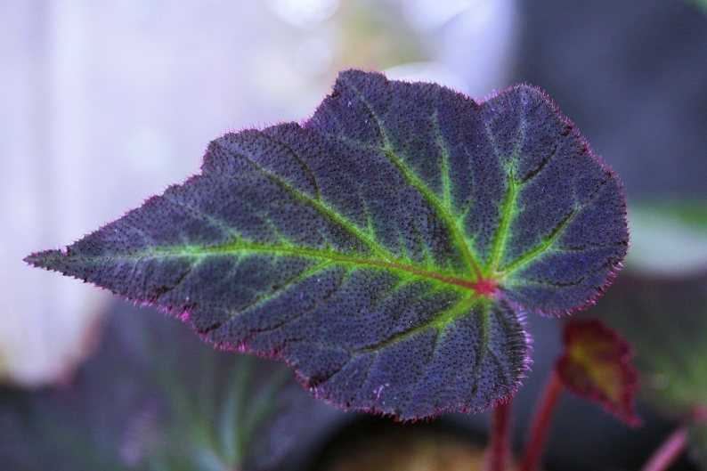 Begonia Sumatra Utara Begonia sp.Sumatera Utara ベゴニア 原種 青