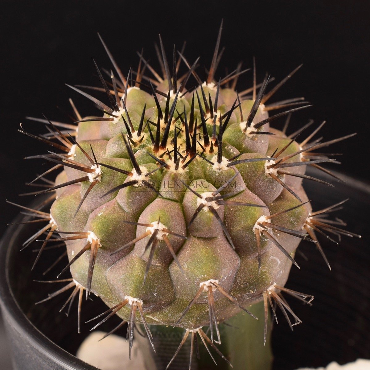 最安値，SALE 黒王丸 竜神接ぎ（2）抜き苗 コピアポア Copiapoa