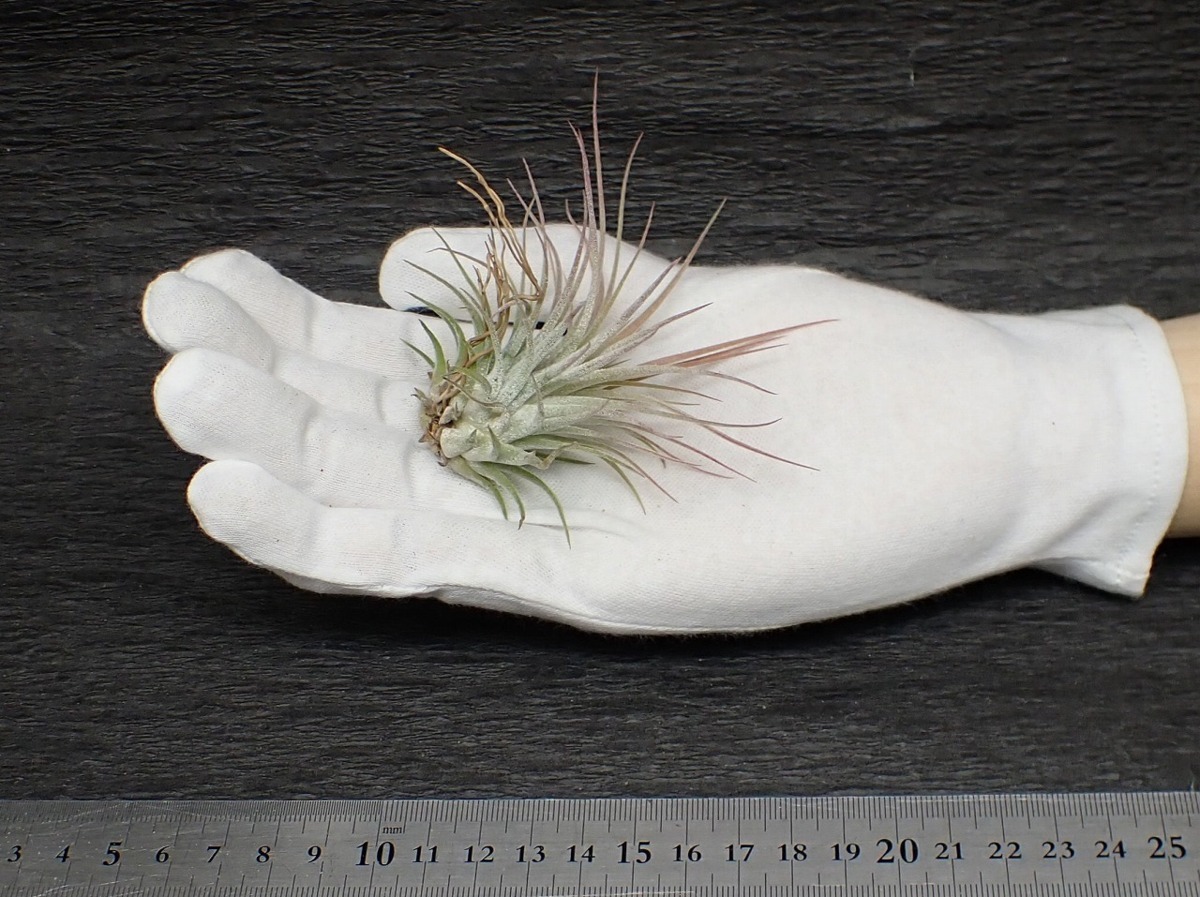 Tillandsia Ionantha V Rubra チランジア イオナンタ ルブラ エアプランツdp 第四種 税別1円 アナナス 売買されたオークション情報 Yahooの商品情報をアーカイブ公開 オークファン Aucfan Com
