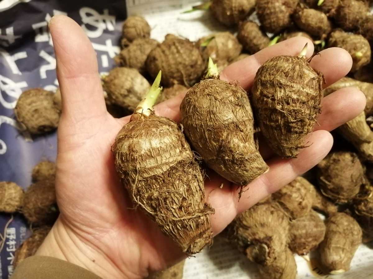 無農薬 里芋 遅かっ 宅急便コンパクトにて 売買されたオークション情報 